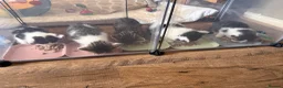 Mixed Breed cats for sale: 5 gorgeous kittens for sale.  - Advert 9