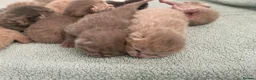 British Shorthair cats for sale: STUNNING LITTER OF RARE COLOUR KITTENS  - Advert 18