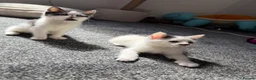 Mixed Breed cats for sale: Mixed Breed Kittens - Advert 13