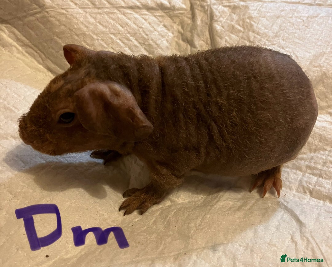 Guinea Pig rodents for sale: Well handled skinny pigs.  - Advert 21