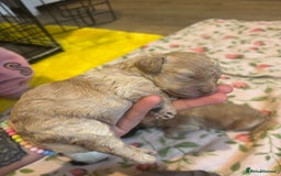 Cockapoo dogs for sale: Miniature f1 cocker poodles  - Advert 14