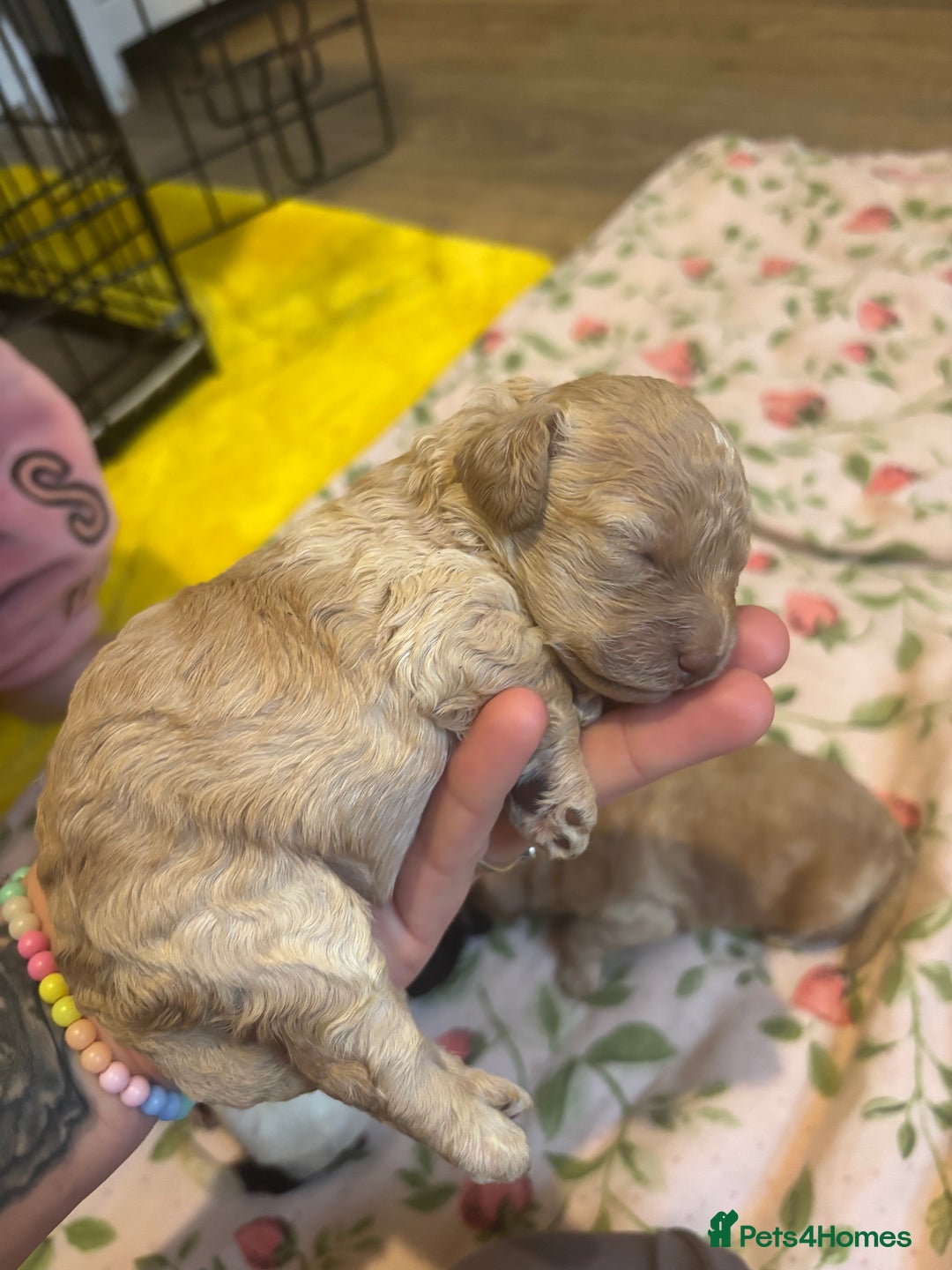 Cockapoo dogs for sale: Miniature f1 cocker poodles  - Advert 14