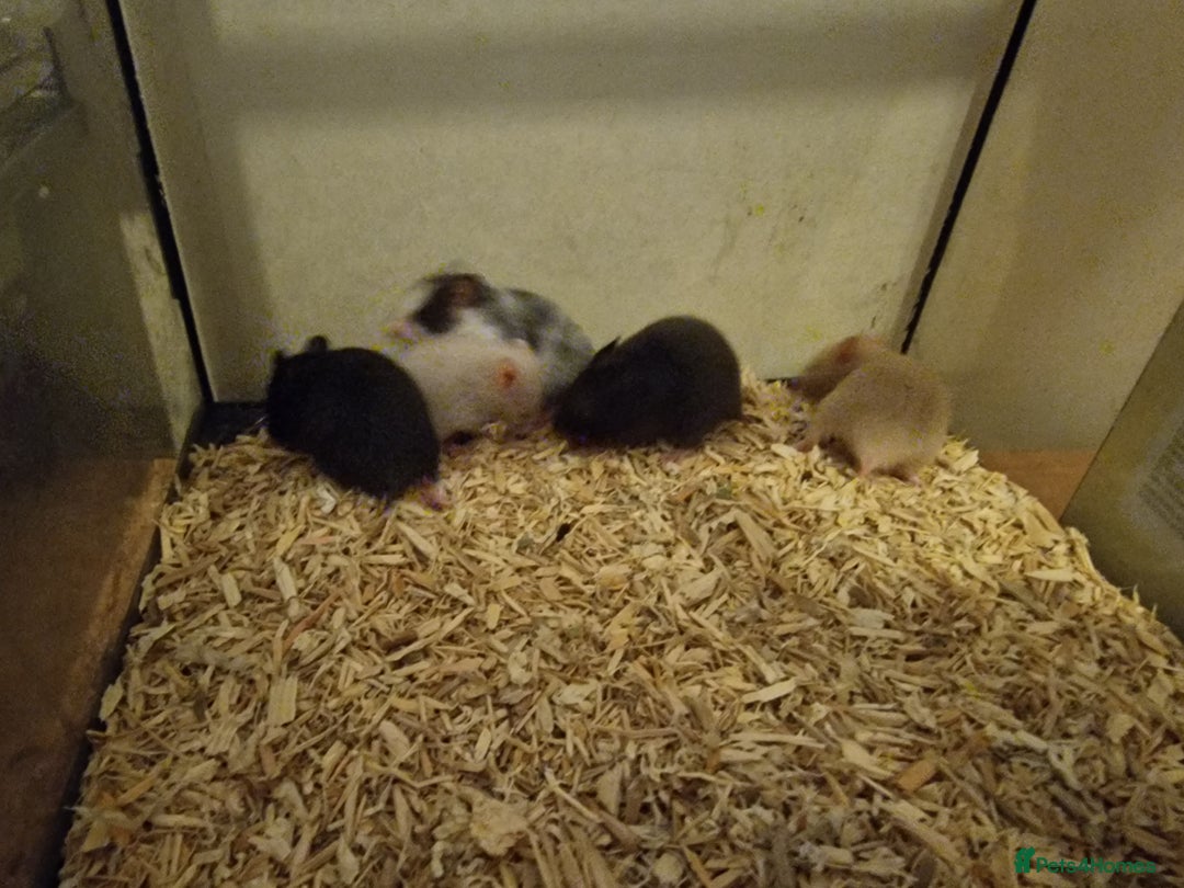 Hamster rodents for sale: Baby syrian hamsters  - Image 4