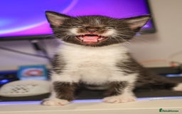 Domestic Shorthair cats for sale: Tuxedo Kittens Looking For Home - Image 2