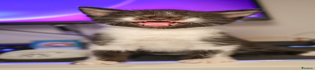Arthur Pudding