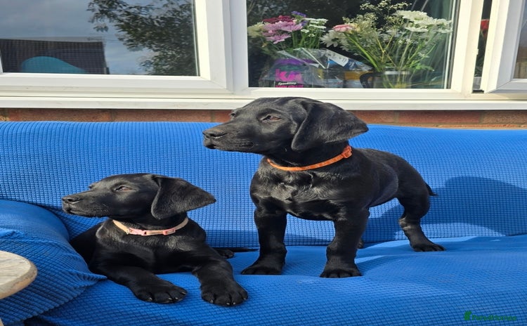 Labrador Retriever dogs - Advert 9