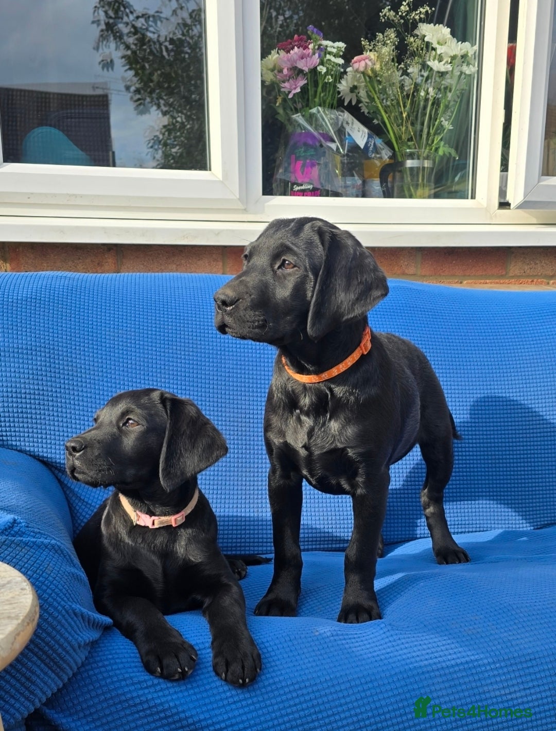 Labrador Retriever dogs for sale: 2 Adorable female Labrador Retriever  🐶🖤 - Image 1