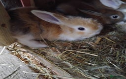Mini Lop rabbits for sale: Baby lops  - Image 6