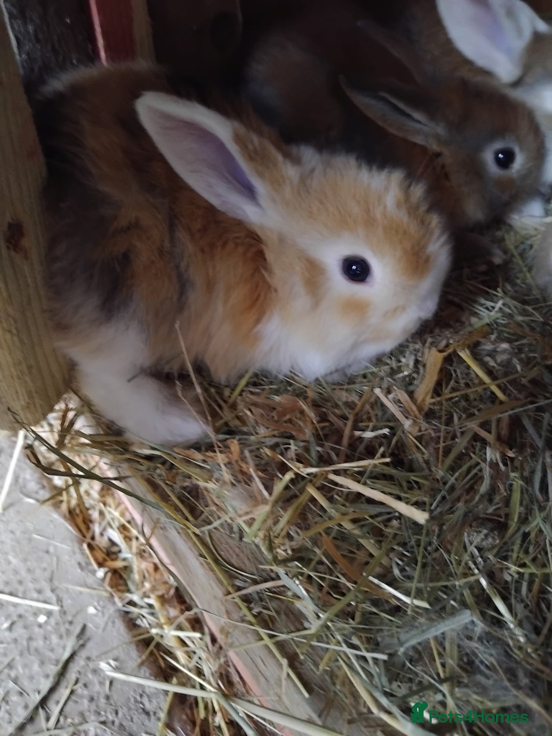 Mini Lop rabbits for sale: Baby lops  - Image 6