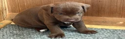 Patterdale Terrier dogs for sale: Chocolate Patterdale terrier  - Advert 3