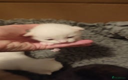 British Shorthair cats for sale: White and cream kittens!!! 😻 - Advert 5