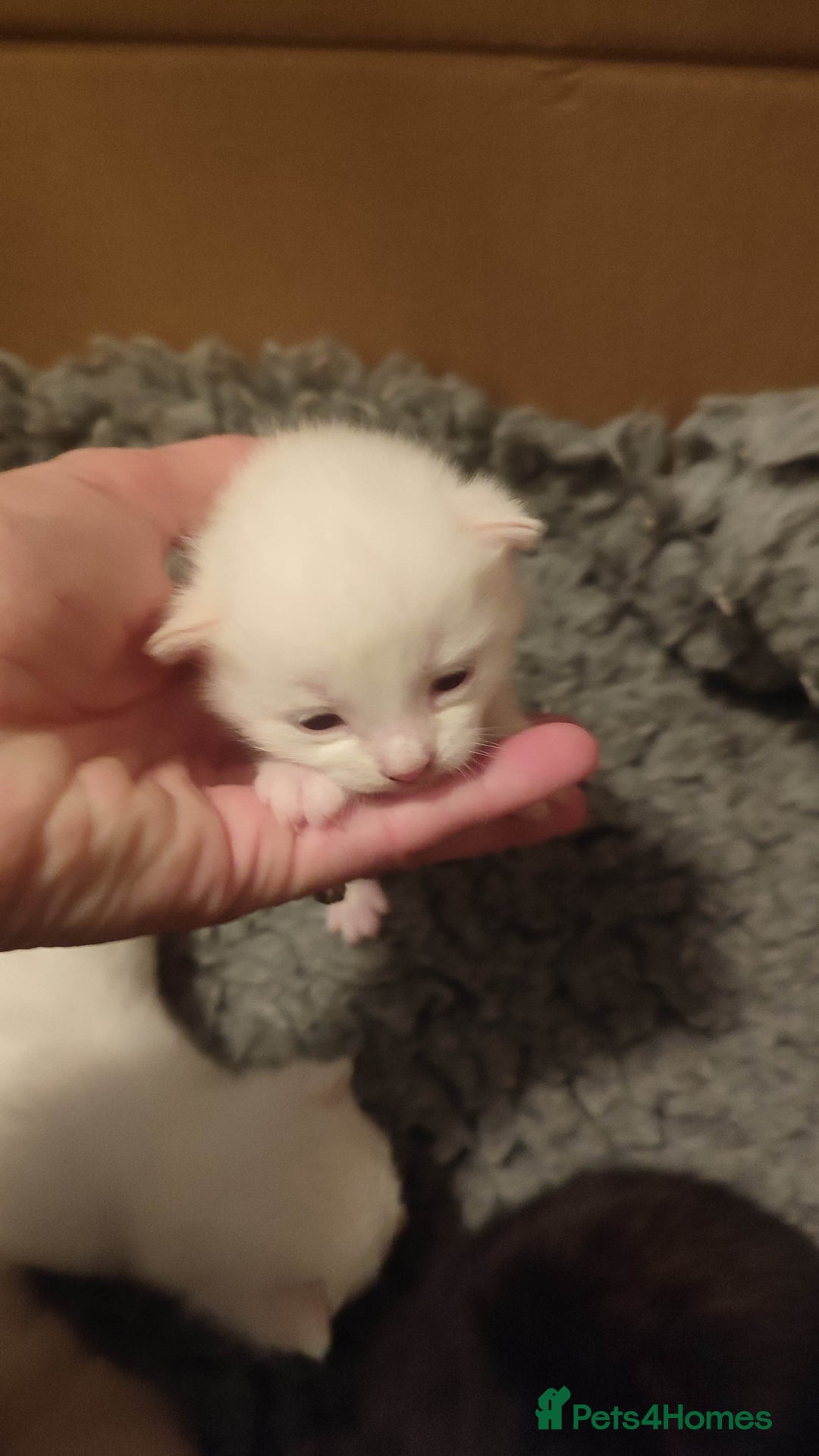 British Shorthair cats for sale: White and cream kittens!!! 😻 - Advert 5