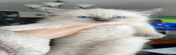 Ragdoll cats for sale: 3 Ragdoll kittens - Advert 2