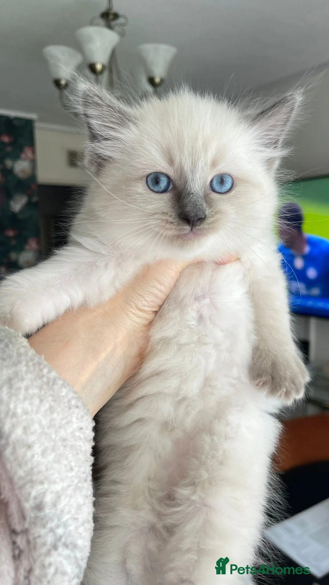Ragdoll cats for sale: 3 Ragdoll kittens - Advert 2