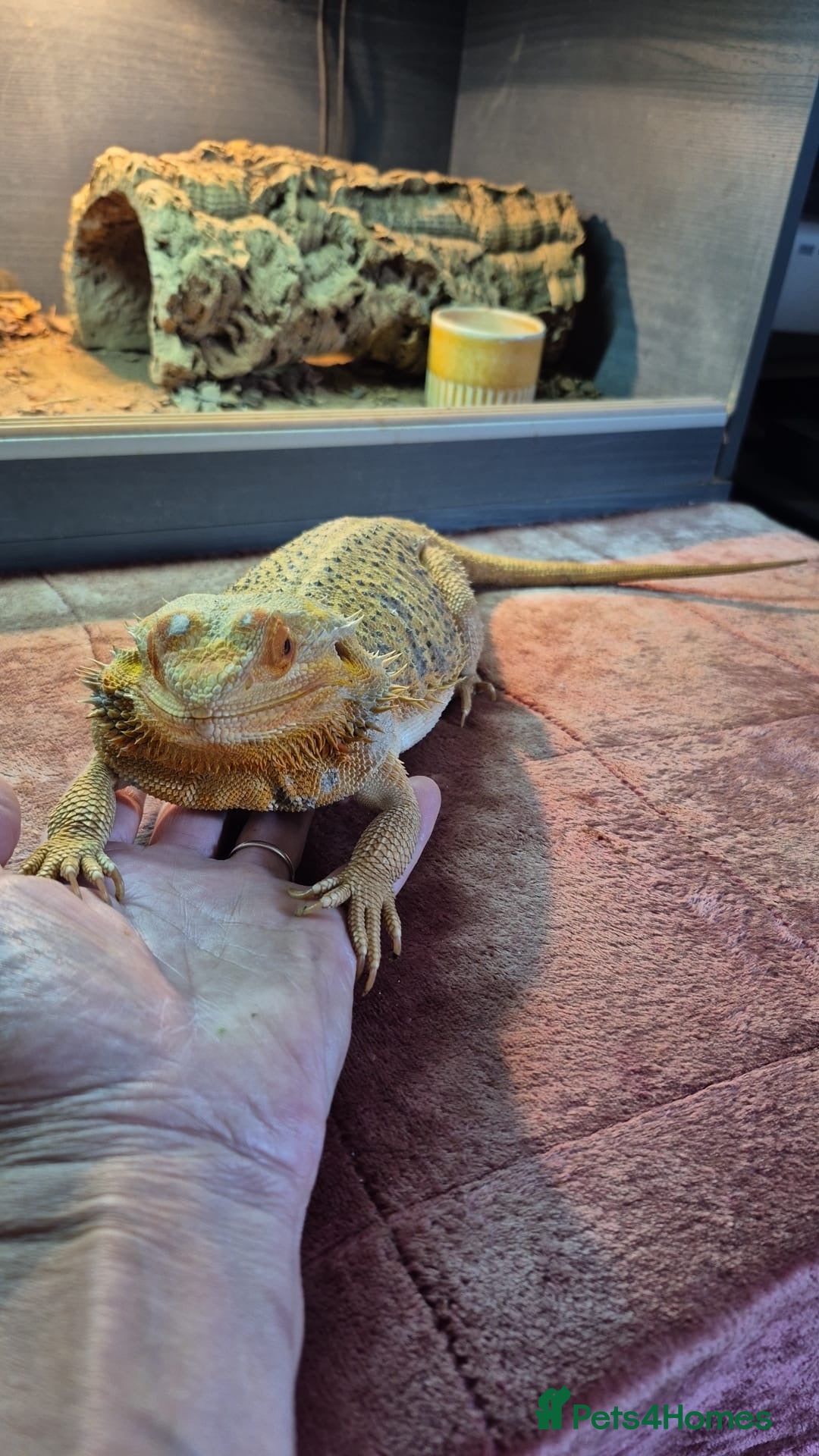Dragon reptiles for sale: Bearded Dragon Lizard - Image 5