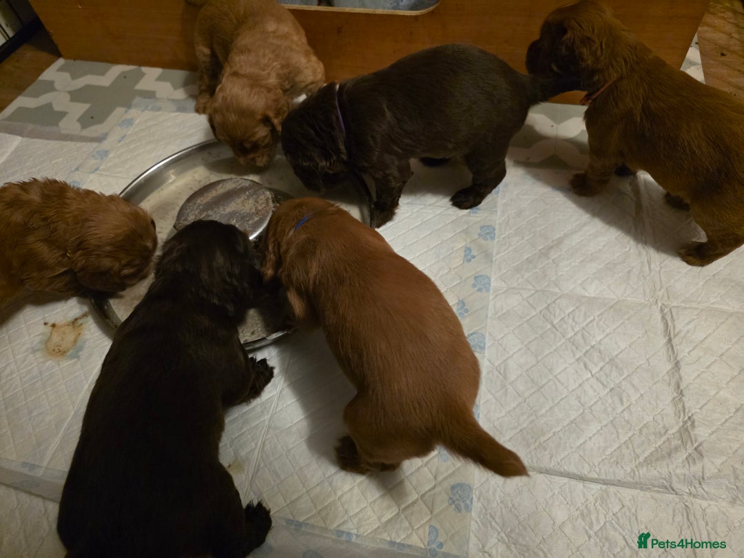 Cocker Spaniel dogs for sale: Ready now🐶X1 boy left🐶working cocker spaniel - Image 16