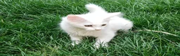 Mixed Breed cats for sale: Little cuties - Advert 13
