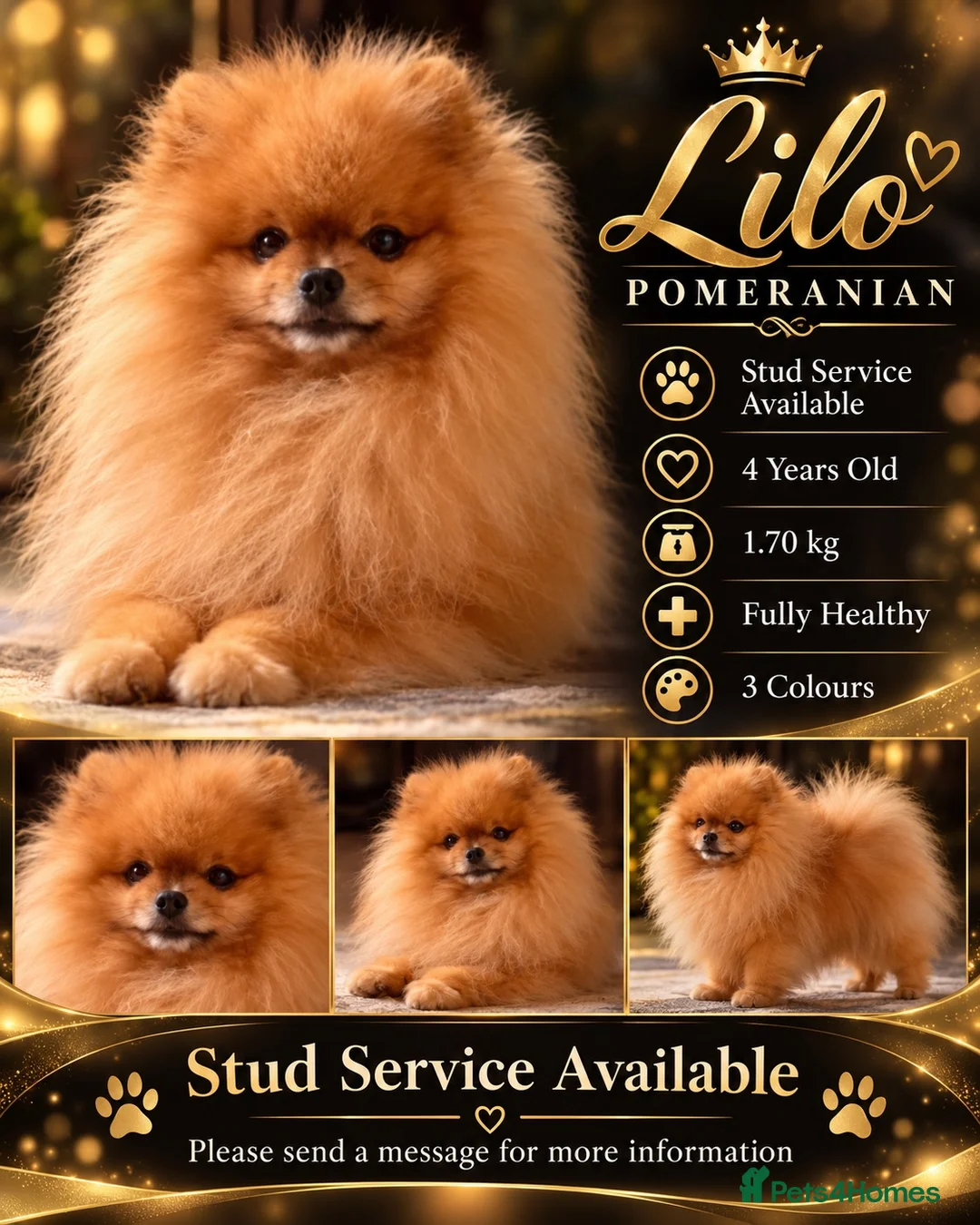 Pomeranian dogs for stud: Beautiful Pom for stud - Advert 1