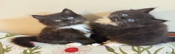 Mixed Breed cats for sale: 4 Beautiful TUXEDO Kittens Available <3 - Advert 14
