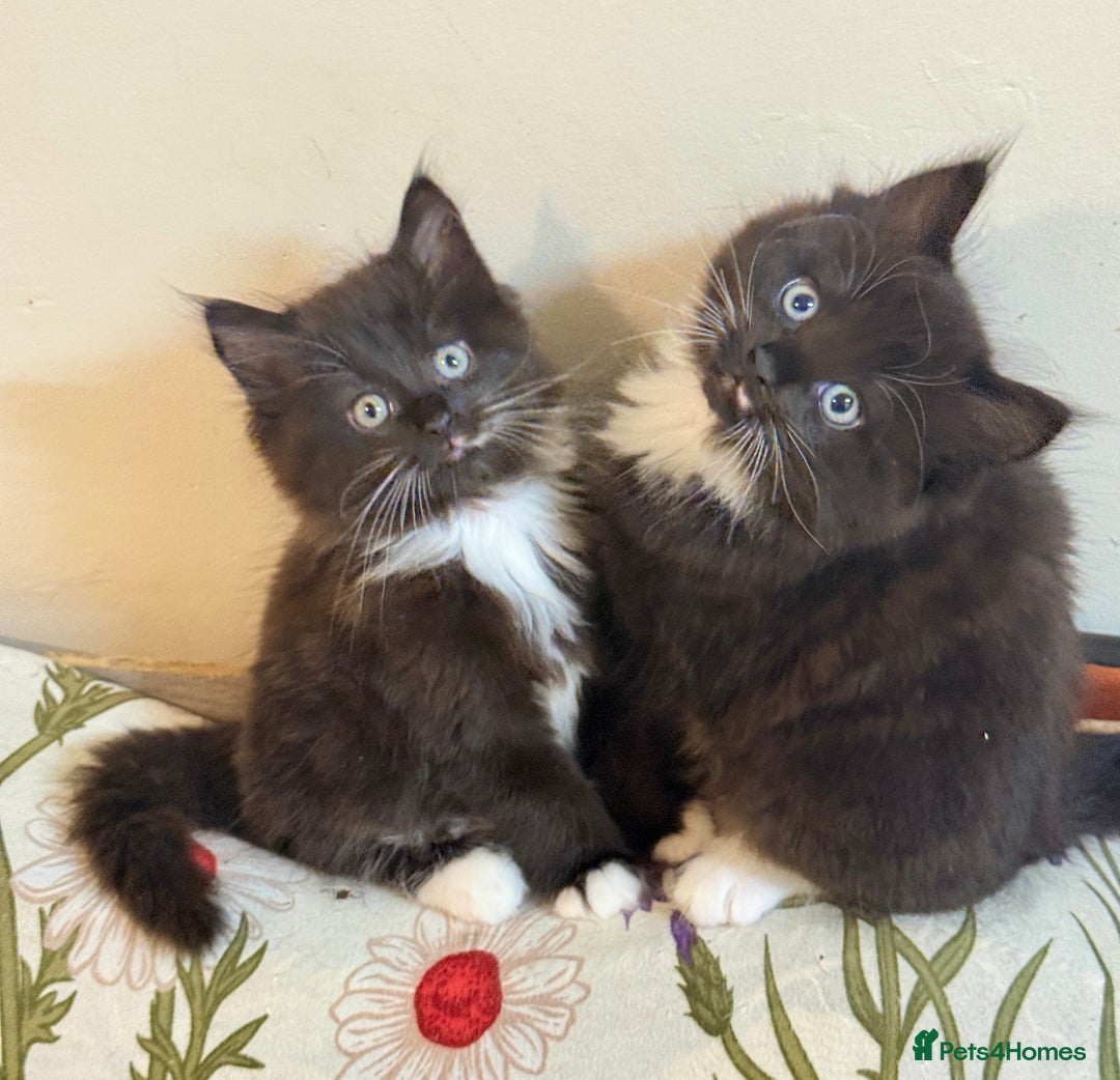 Mixed Breed cats for sale: 4 Beautiful TUXEDO Kittens Available <3 - Advert 14