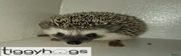 Pygmy Hedgehog rodents for sale: Ready from 9th may - 1 handsome Male - Advert 5