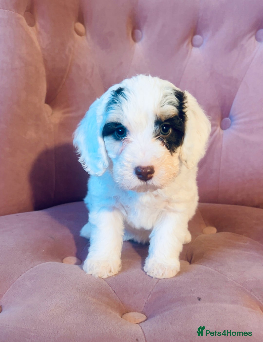 Cockapoo dogs for sale: F2 cockapoo only 3 remaining  - Image 1