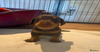 Miniature Dachshund dogs - Advert 6