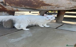 Maine Coon cats for sale: Very loving girl in need of a forever home  - Image 4