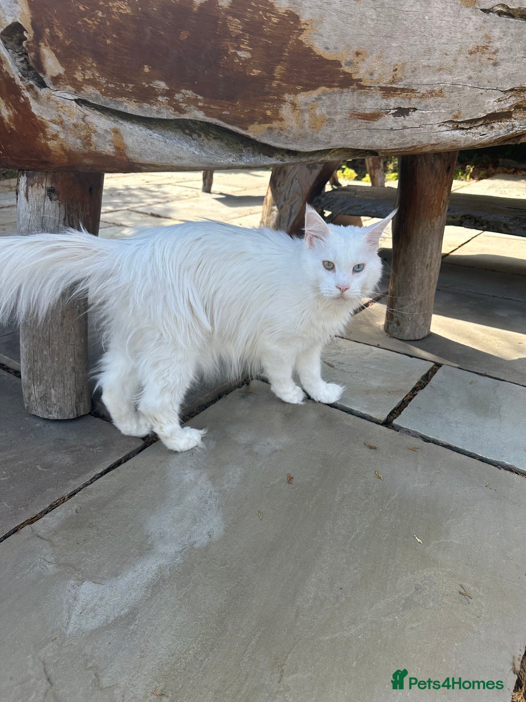 Maine Coon cats for sale: Very loving girl in need of a forever home  - Image 4
