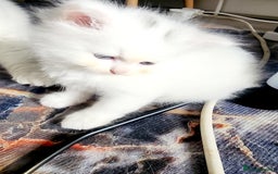 Siberian cats for sale: Siberian kittens are looking for a forever home🌹 - Image 11