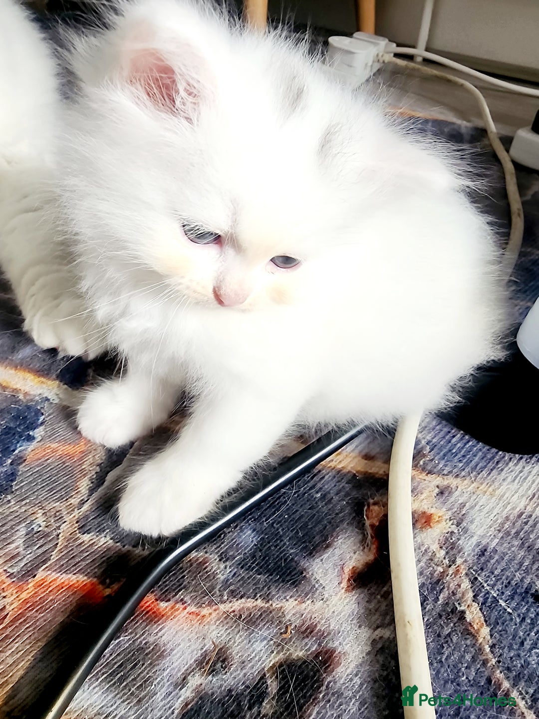 Siberian cats for sale: Siberian kittens are looking for a forever home🌹 - Image 11