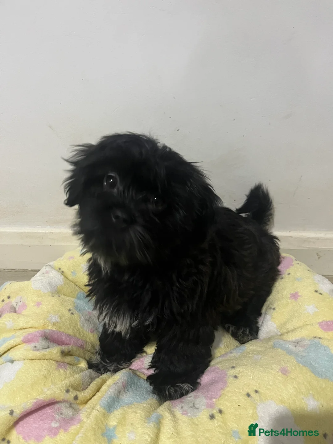 Mixed Breed dogs for sale: 2 male 3 female imperial shih tzu/bichon cross - Advert 4