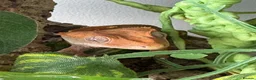 Gecko reptiles for sale: Crested Gecko and full bio tank 10 months old - Advert 5