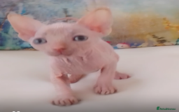 Sphynx cats for sale: Beautiful Sphinx , with blue eyes. Ready now.  - Advert 5