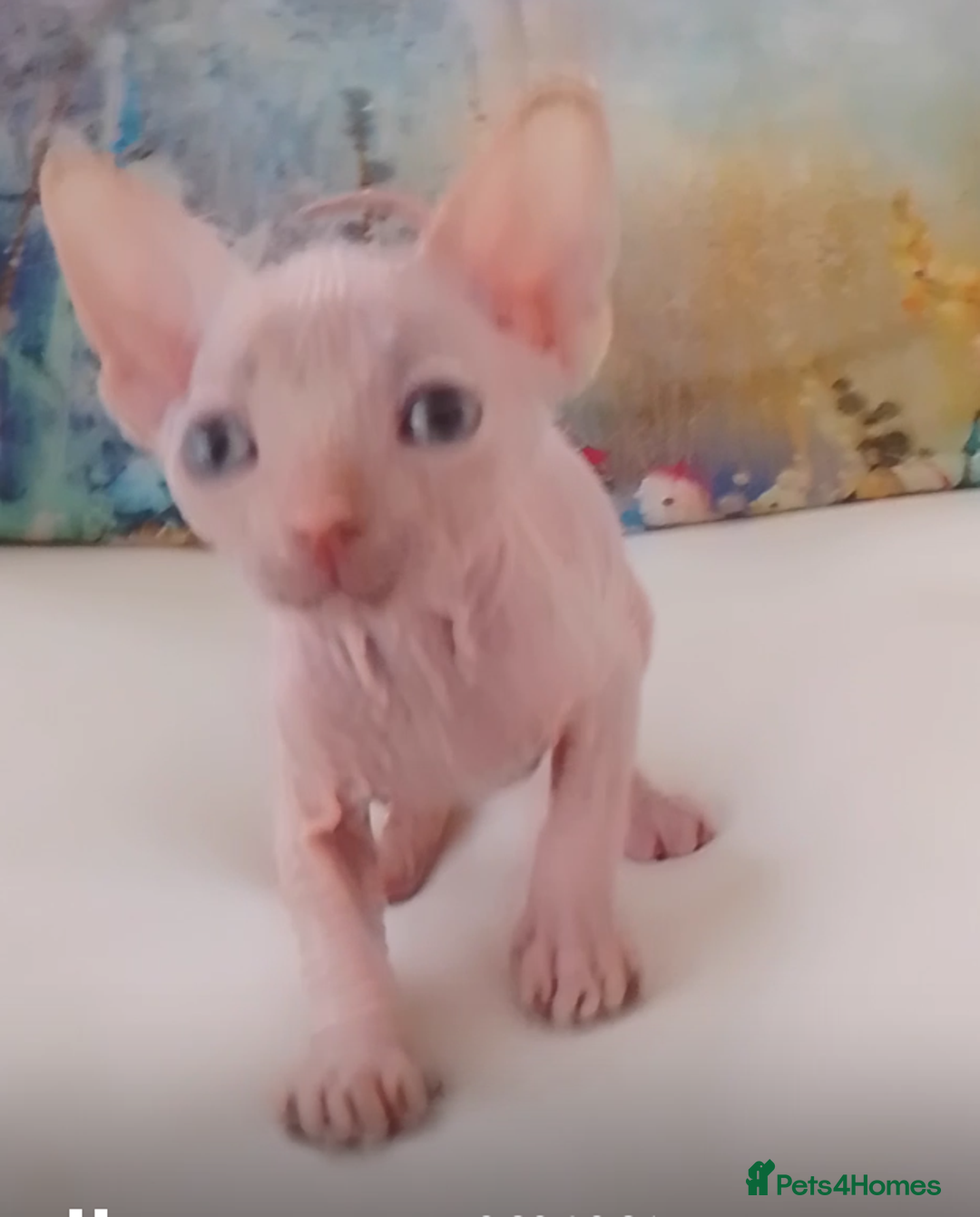 Sphynx cats for sale: Beautiful Sphinx , with blue eyes. Ready now.  - Advert 5