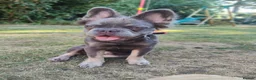 French Bulldog dogs for sale: Fluffy French Bulldog  in Kidderminster - Advert 3