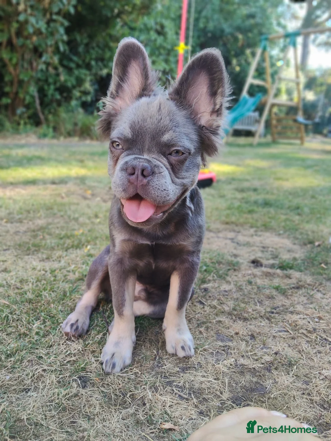 French Bulldog dogs for sale: Fluffy French Bulldog  in Kidderminster - Advert 3