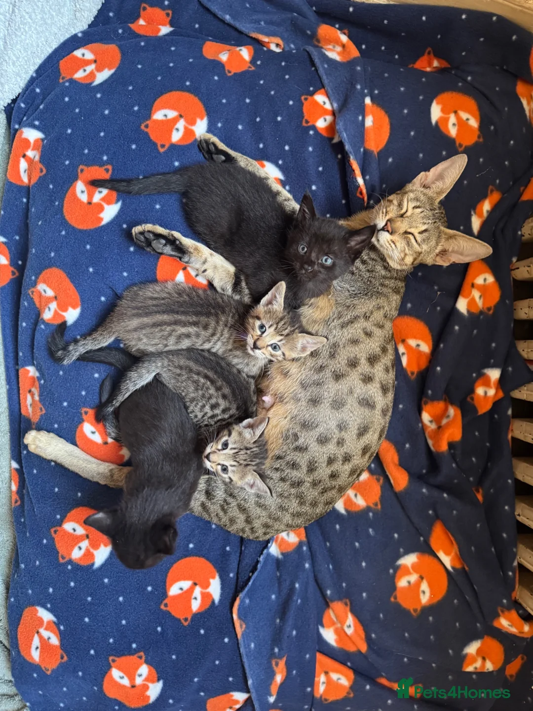 Savannah cats for sale: SavannahX GORGEOUS kittens  - Advert 1