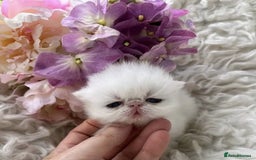 Persian cats for sale: GCCF Registered Persian Pedigree  Kittens - Image 1