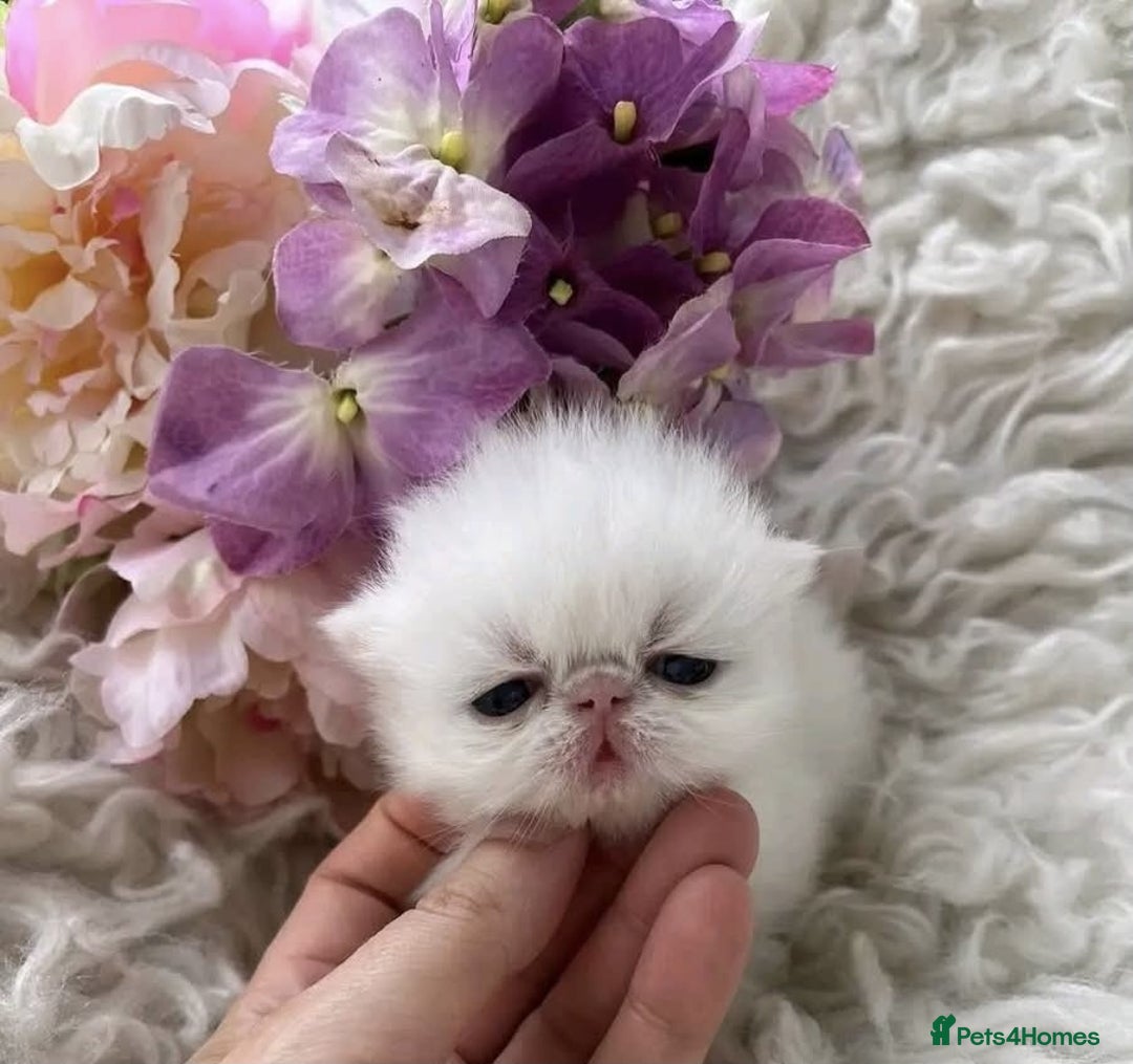 Persian cats for sale: GCCF Registered Persian Pedigree  Kittens - Image 1