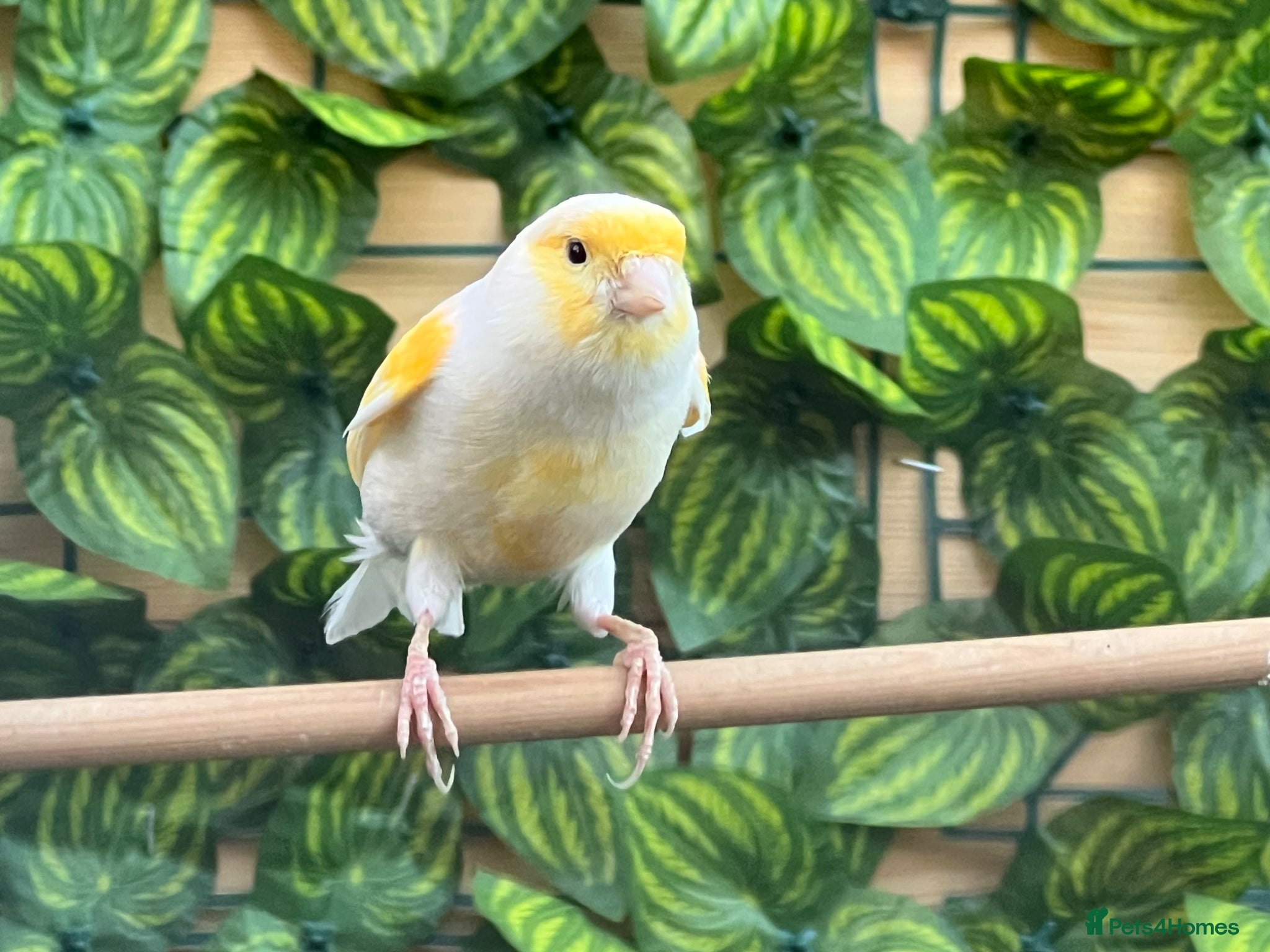 Canaries birds Yellow mosaic cock bird - Advert 2