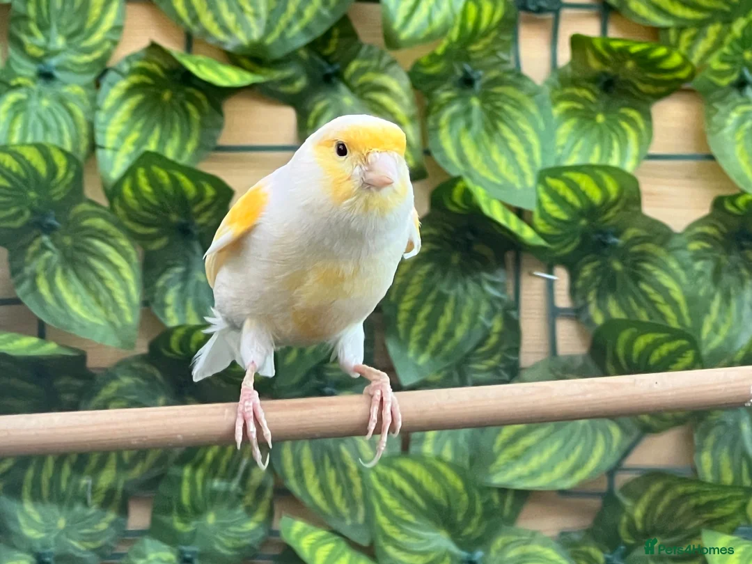 Canaries birds for sale: Yellow mosaic cock bird in Chatteris - Advert 1
