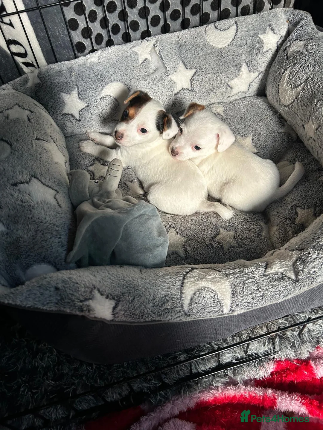 Jack Russell dogs for sale: Jack Russell female - last one - Advert 1