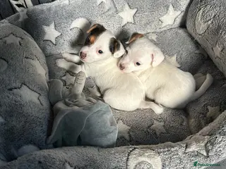 Jack Russell dogs Jack Russell female - last one - Advert 1