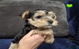 Yorkshire Terrier dogs for sale: Yorkshire terrier puppies (3 girls) - Image 24