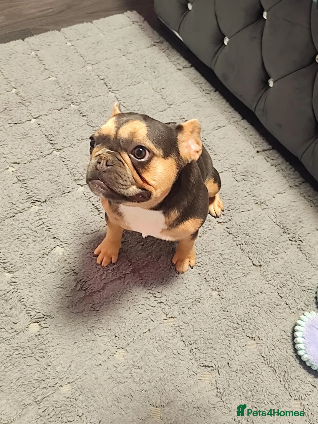 French Bulldog dogs for sale: 🐾 Beautiful 6-Month-Old French Bulldog  - Advert 2