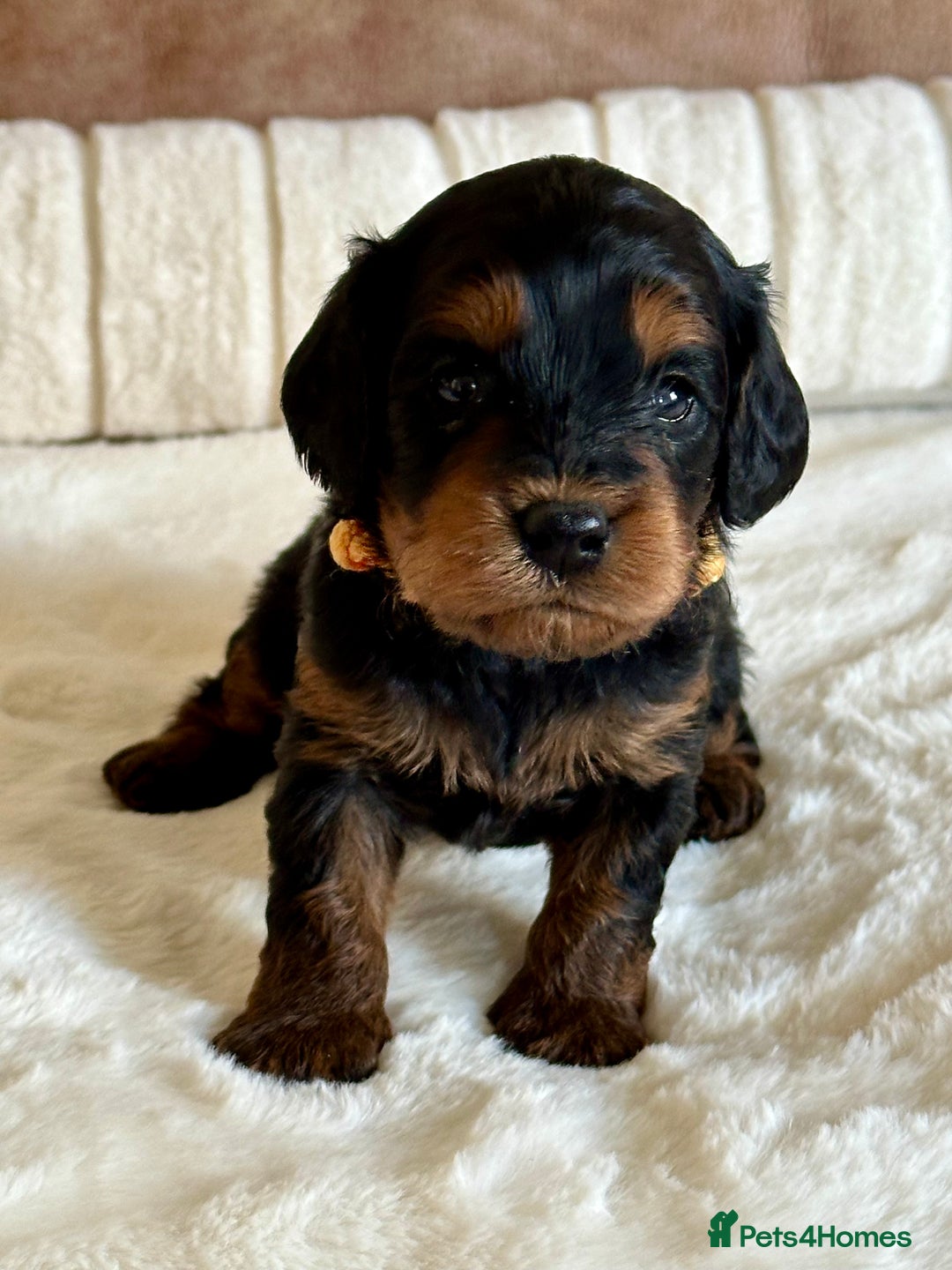 Cavapoo dogs for sale: Extensively Health Tested Cavapoo Puppies  - Image 18