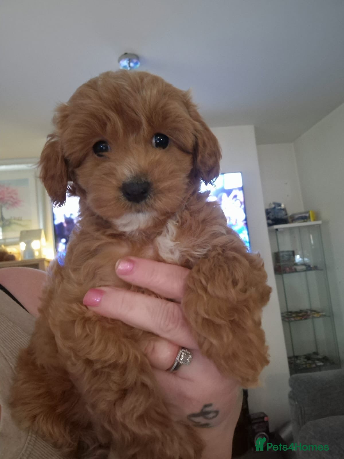 Cockapoo dogs ❤️Ready on Friday !F1b miniature cockapoos,   ❤️‼️ - Advert 13