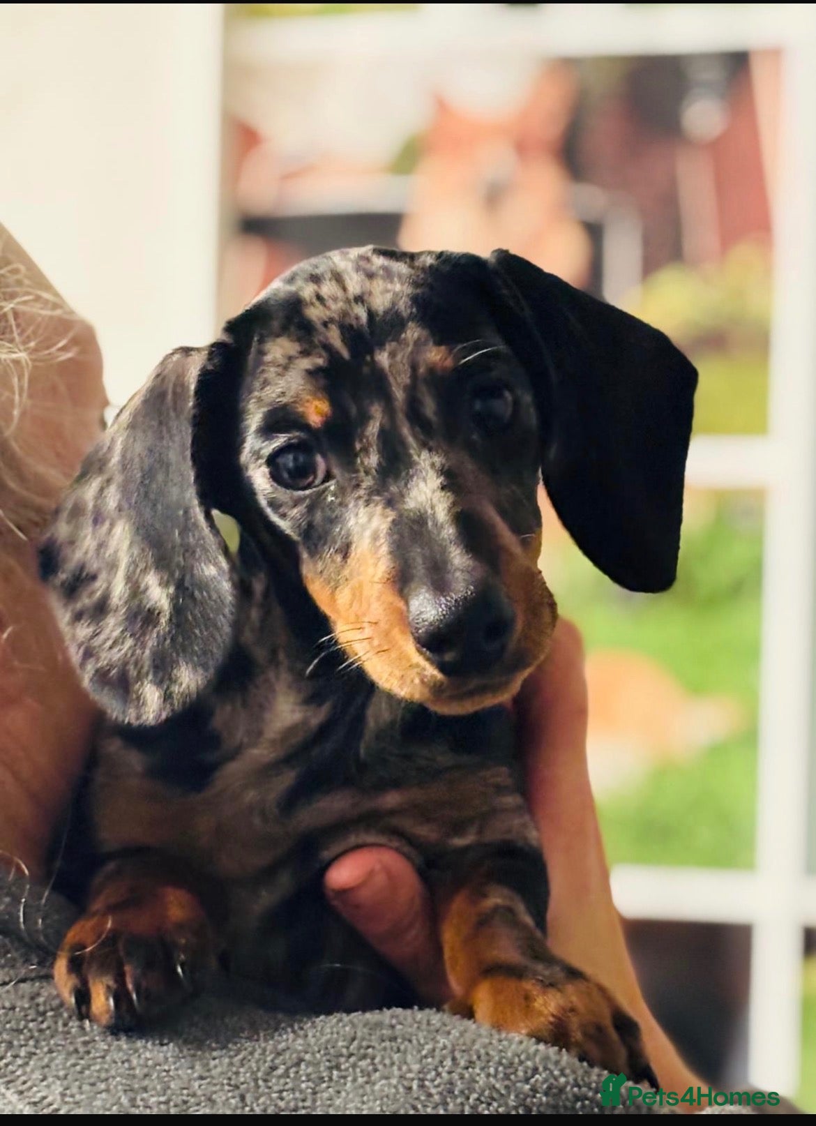 Miniature Dachshund dogs Lovely girl ready for new home  - Advert 2