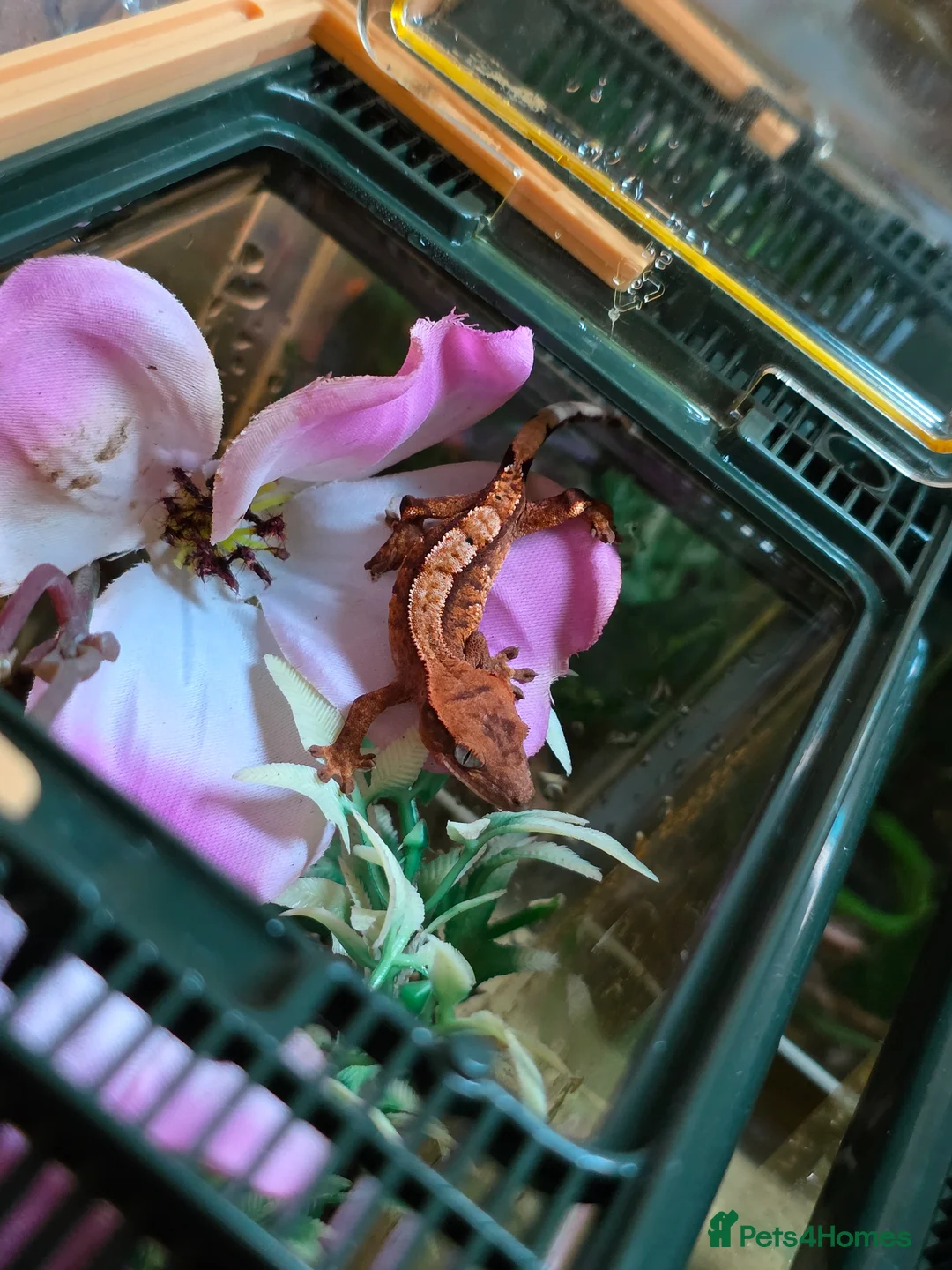 Gecko reptiles for sale: 2 baby crested geckos  - Advert 1